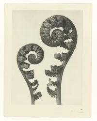 Plantenstudie Oervormen van de kunst (serietitel)