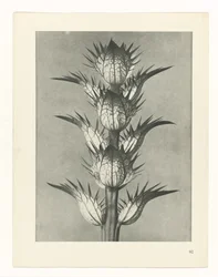 Plantstudie (Urformen der Kunst)