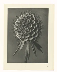 Plantstudie Urformen der Kunst (serietitel)