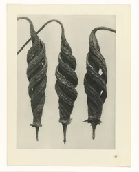Plantstudie Urformen der Kunst (serietitel)
