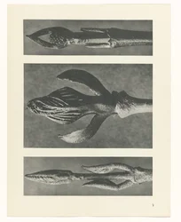 Plantstudie Urformen der Kunst (serietitel)