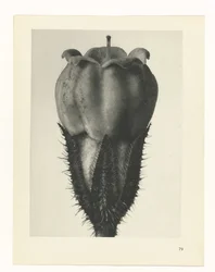 Plantstudie Urformen der Kunst (serietitel)