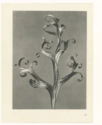 Plantstudie Urformen der Kunst (serietitel)