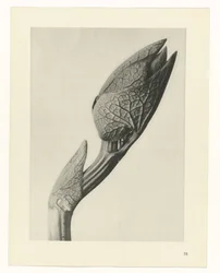 Plantstudie Urformen der Kunst (serietitel)