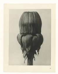 Plantstudie Urformen der Kunst (serietitel)