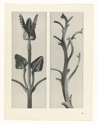 Plantstudie Urformen der Kunst (serietitel)
