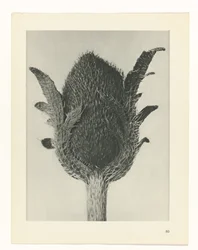 Plantstudie Urformen der Kunst (serietitel)