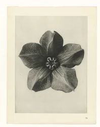 Plantstudie Urformen der Kunst (serietitel)