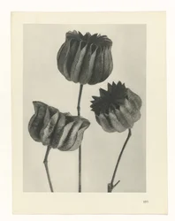 Plantenstudie - Oervormen van de kunst (serietitel)