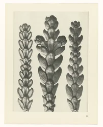 Plantstudie Urformen der Kunst (serietitel)