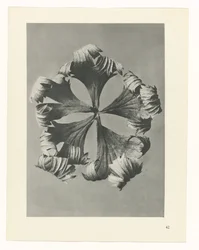 Plantstudie Urformen der Kunst (serietitel)