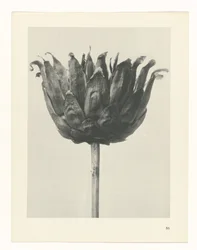 Plantstudie Urformen der Kunst (serietitel)