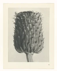 Plantstudie Urformen der Kunst (serietitel)