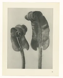 Plantstudie Urformen der Kunst (serietitel)