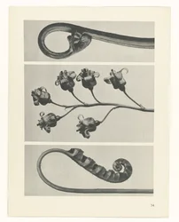 Plantstudie Urformen der Kunst (serietitel)