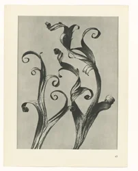 Plantstudie Urformen der Kunst (serietitel)