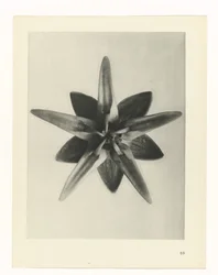 Plantstudie Urformen der Kunst (serietitel)