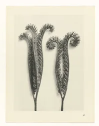 Plantstudie Urformen der Kunst (serietitel)
