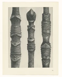 Plantstudie Urformen der Kunst (serietitel)