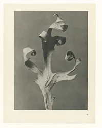 Plantstudie Urformen der Kunst (serietitel)
