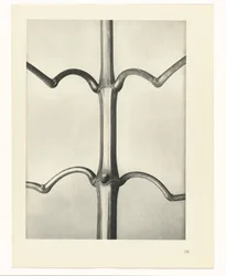 Plantstudie Urformen der Kunst (serietitel)