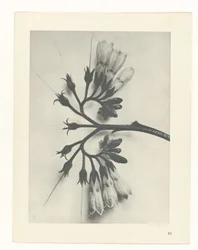 Plantstudie Urformen der Kunst (serietitel)