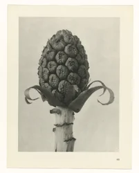 Plantstudie Urformen der Kunst (serietitel)