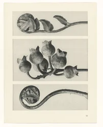 Plantenstudie - Urformen der Kunst (serietitel)