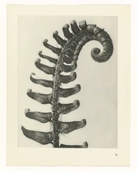 Plantstudie Urformen der Kunst (serietitel)