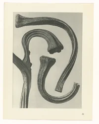 Plantstudie Urformen der Kunst (serietitel)