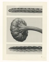 Plantstudie Urformen der Kunst (serietitel)