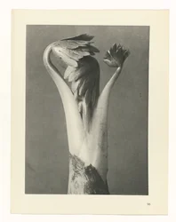 Plantenstudie, Urformen der Kunst (serietitel)