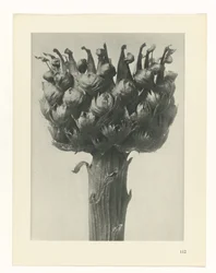 Plantenstudie, Oervormen van de kunst (serietitel) 2