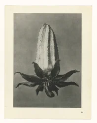 Plantstudie Urformen der Kunst (serietitel)