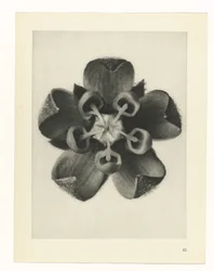 Plantstudie Urformen der Kunst (serietitel)