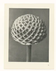Plantstudie Urformen der Kunst (serietitel)