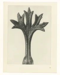 Plantstudie Urformen der Kunst (serietitel)