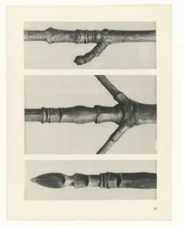 Plantstudie Urformen der Kunst (serietitel)