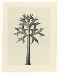 Plantstudie Urformen der Kunst (serietitel)