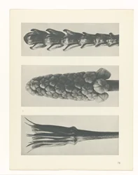 Plantstudie (Urformen der Kunst)