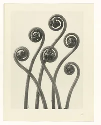 Plantstudie (Urformen der Kunst)