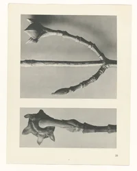 Plantstudie (Urformen der Kunst)