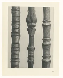 Plantstudie (Urformen der Kunst)