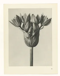 Plantstudie (Urformen der Kunst)