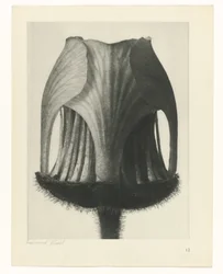Plantstudie (Urformen der Kunst)