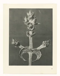 Plantstudie (Urformen der Kunst)