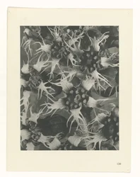 Plantstudie (Urformen der Kunst)