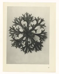 Plantstudie (Urformen der Kunst)
