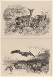 Hert, adelaar