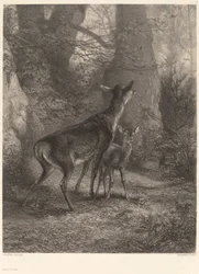 Hert en Hertenkalf